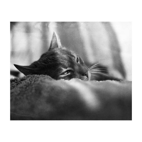 Portrait en noir et blanc de mon chat Meow allongé sur le le canapé qui me regarde du coins des yeux.