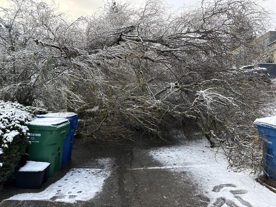 Snow covered tree fallen down across an alley.