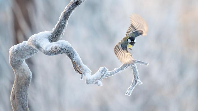 Great tit flying of a branch
