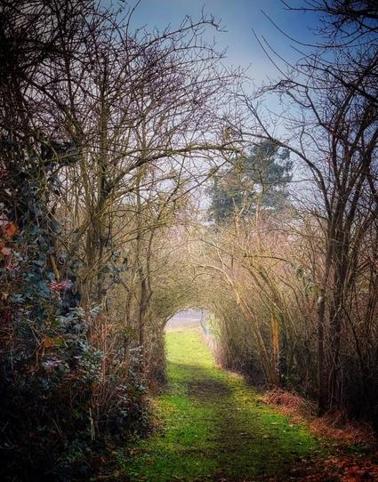 Hedge