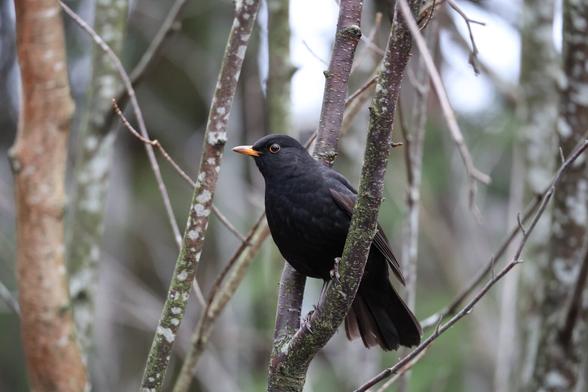 A photo of a male black bird perching on a branch.