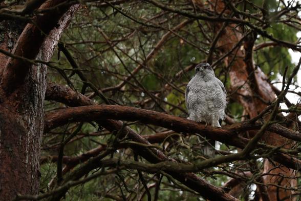 A photo of a male Eurasian goshawk perching on a Scots pine.