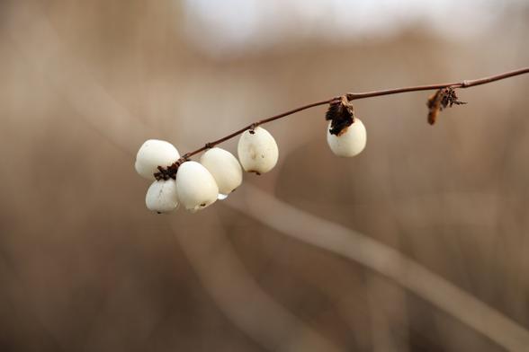 A photo of snowberries.