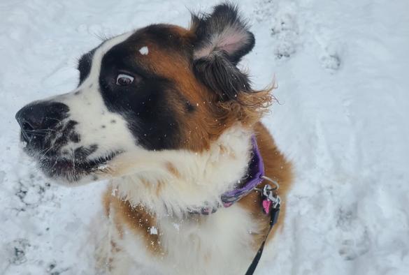 Sammy the tri color Saint Bernard playing in the snow with her wild child face