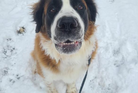 Sammy the Saint Bernard sitting in the snow with a derp look on her face