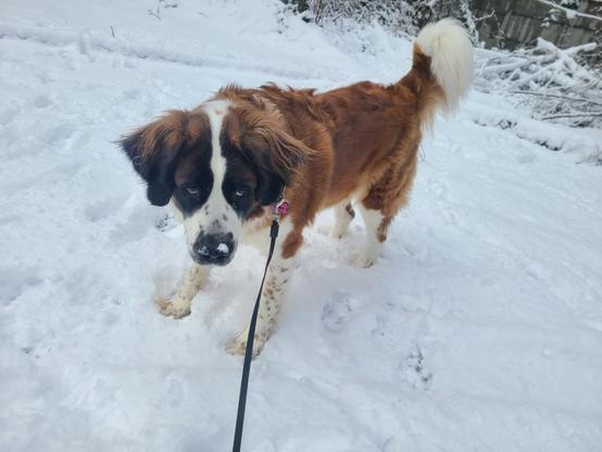 Sammy the Saint Bernard standing in the snow giving side eye not wanting to come inside