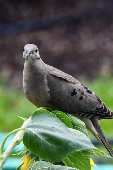 A derpy Mourning Dove sits on a sunflower precariously