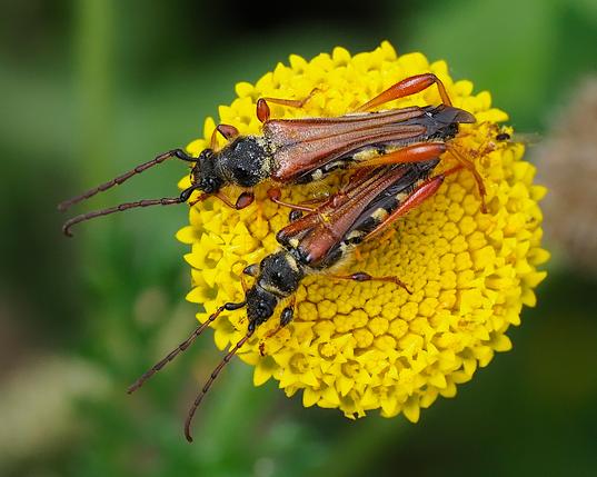 Podem veure un parell de coleòpters de l'espècie Stenopterus rufus damunt d'una flor groga. Coleòpters de la família Cerambycidae, coneguts com a escarbats de banyes llargues o cerambícids.