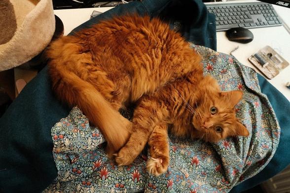 Orange cat laying on a coat mid sewing.