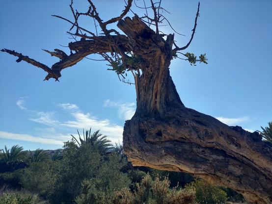 Carob tree looking dead, but very alive with blue sky on the background