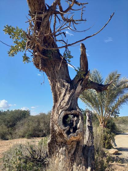 Same tree showing his hollow trunk.