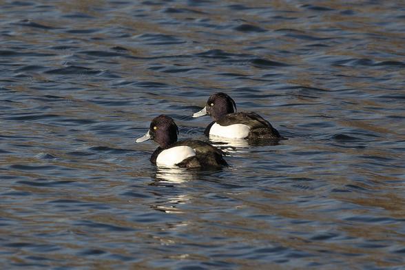 two tufted duck Swimming next to each other 
zwei Reiherenten schwimmen nebeneinander