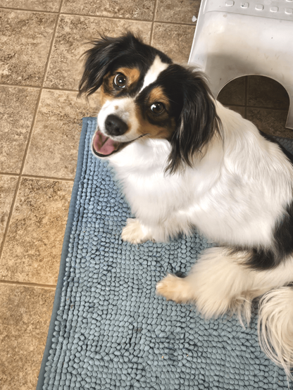 scruffy fluffy tricolor faced dog with white body and large solid black spots. her expression is happy, focused, excited, anticipating going outside with me.