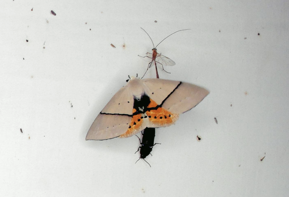 Grey-brown moth with bright orange and black patterned hindwings. A black beetle is peeping out from under its open wings and an elongate wasp with long antennae is right next to it.