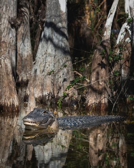 A large American alligator partially submerged in water, surrounded by cypress trees with distinctive buttressed trunks. The alligator’s head and part of its back are visible, with its rough, dark scales glistening in the sunlight. Its eyes and snout are above the water, and its mouth is slightly open, revealing sharp teeth. The water reflects the surrounding trees, creating a natural, swampy atmosphere. Shadows from the trees add depth to the image, emphasizing the wild, untamed setting