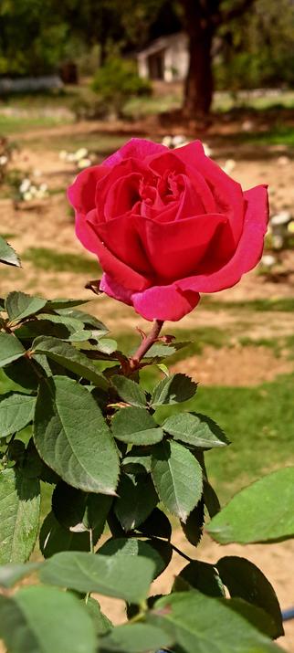 A blooming red rose on a sunny day. In a lovely green field.