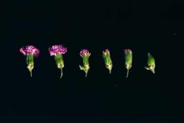 A sequence of pink flower buds arranged in a horizontal line against a black background, depicting different stages of blooming from open petals to closed buds, symbolizing growth and transformation.