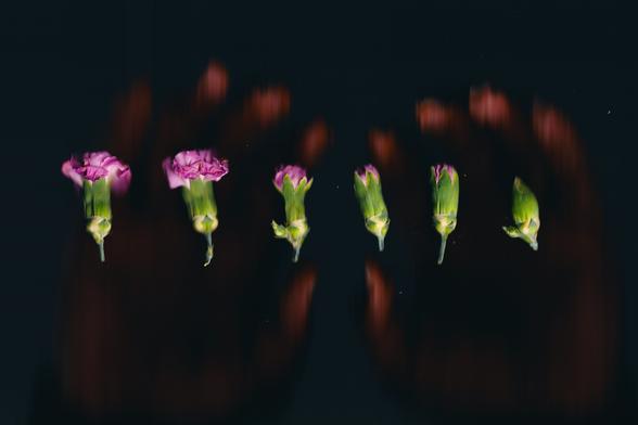 A sequence of pink flower buds arranged in a horizontal line against a black background, with blurred, ghostly impressions of hands appearing behind them, adding a sense of movement and ethereality to the composition.