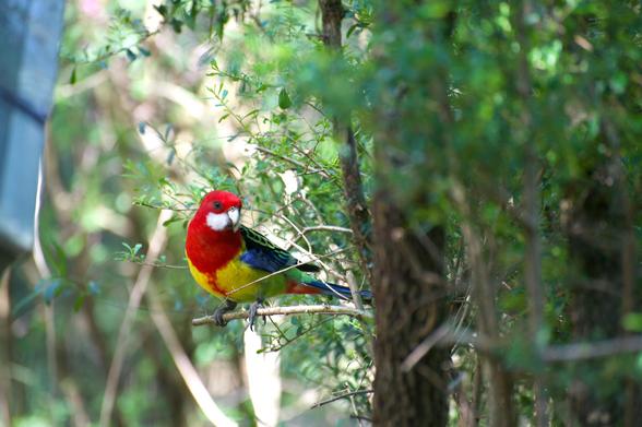 colourful bird, colourful parrot, Rosella, Eastern Rosella, parrot, bright colours, red, white, yellow and blue bird