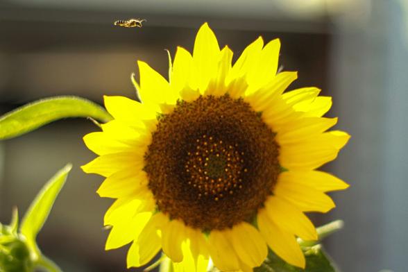 Se ve una inflorescencia de girasol. La iluminación es oblicua, ligeramente a contraluz, transluciéndose las ligulas de uno de los lados. Pillada en vuelo, se adivina una pequeña abeja melifera.