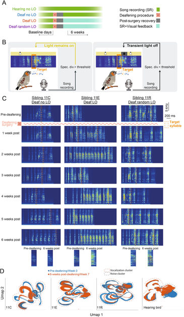 A behavioral task to counteract deafening induced song degradation.