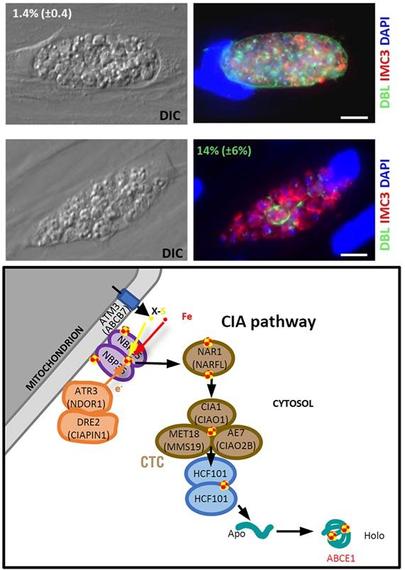 Top: Immunofluorescence assay of cKD-TgHCF101 treated for 7 days in the presence of ATc, cyst wall is labeled with DBL, parasites are outlined with anti-IMC3 antibody and DNA is stained with DAPI. Bottom: Schematic representation of the putative organization of the CIA pathway in T. gondii. This scheme places TgHCF101 as an Fe-S transfer protein from the CTC to client protein ABCE1. Plant nomenclature was used for the purpose of the figure, but names for human homologs are mentioned between brackets when appropriate.