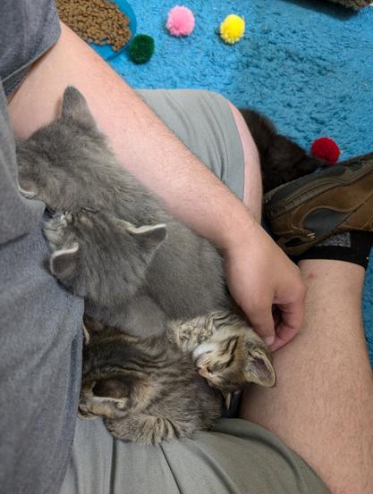 two gray baby tabby kittens nuzzling forearm of man in gray clothes, two brown tabby kittens curled up between his crossed legs, black tabby kitten tucked in by his foot, multicolored fuzz balls on blue rug by plate of dry food
