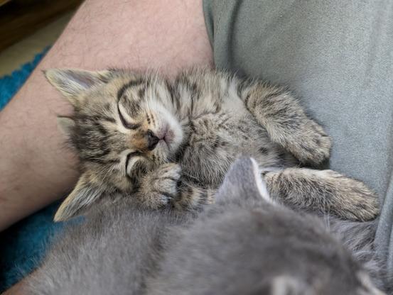 sweaty baby tan tabby kitten flopped over asleep between crossed legs wearing gray shorts, paws hanging