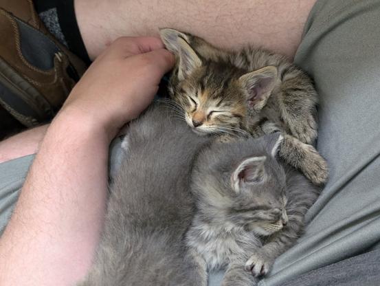baby brown tabby kitten asleep on pile of gray kittens curled up between gray shorts-wearing legs, man's arm wrapped around them