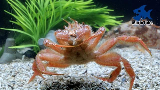毛ガニを水槽でペットにしてみた結果がスゴイ #釣魚飼育11