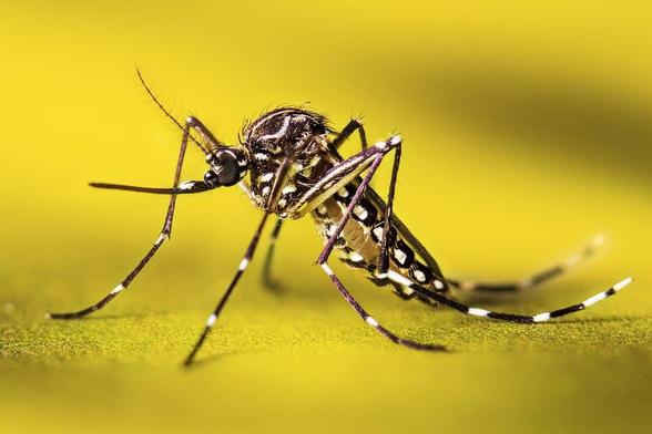 A photograph depicting a resting female, Aedes aegypti adult mosquito. Ae. aegypti is also known as the yellow fever mosquito. Image in public domain from CDC/Amy E. Lockwood, MS.