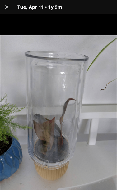 A very small philodendron pink princess under a makeshift dome