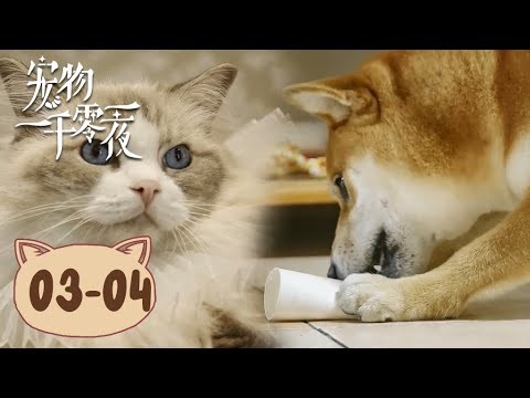 🐕‍🦺猫狗萌宠欢乐多！🐱乖巧的毛孩子竟是无敌破坏王？【宠物一千零一夜】 | Modern Furry Tale | 腾讯视频 - 纪录片