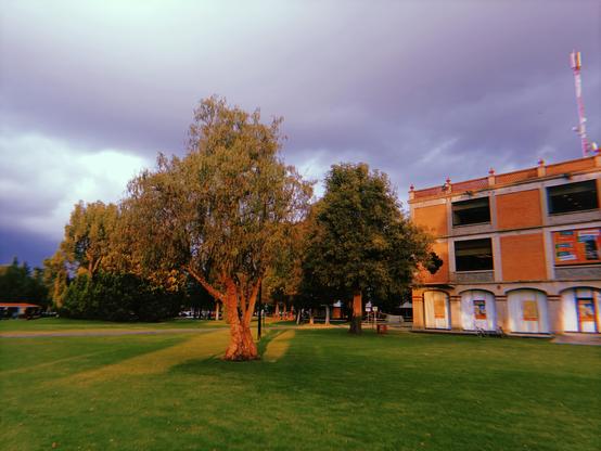 Árbol en el campus.