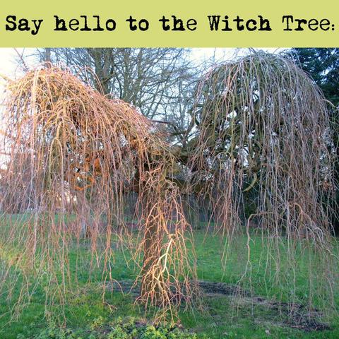 Weeping mulberry without leaves, sun shining on some of its branches. Text: Say hello to my favourite tree.
