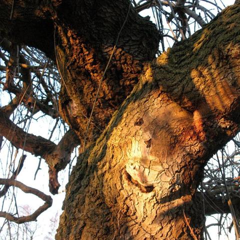 Cracks in a tree trunk look like a smiling face.