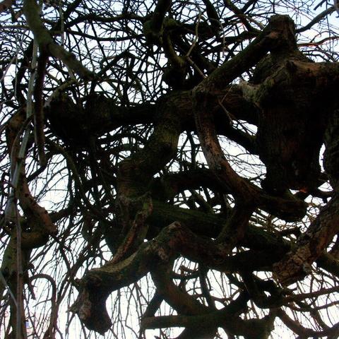 Lots of curly wild branches of weeping mulberry tree.