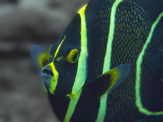 Angelfish