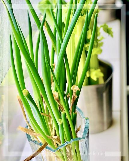 Regrowing spring onions and celery — Spring 2024 🌿