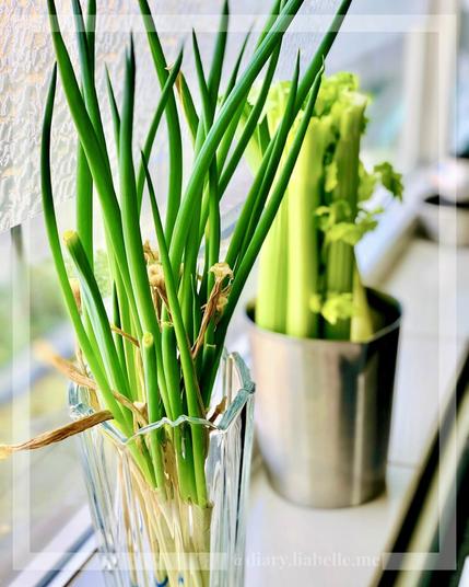 Regrowing spring onions and celery — Spring 2024 🌿