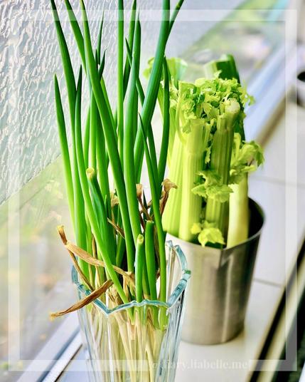 Regrowing spring onions and celery — Spring 2024 🌿