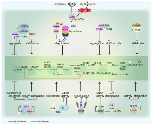 Diagram representing the post-translational regulatory network that controls the functions of tetrapyrrole biosynthesis (TBS) enzymes.