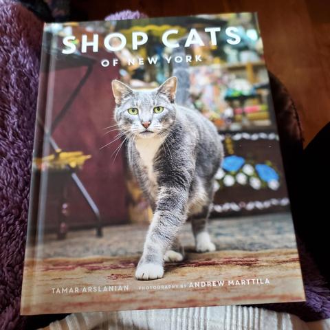 The book cover features a gray cat with striking green eyes walking towards the viewer. The title "Shop Cats of New York" is prominently displayed above the cat. The background is colorful and includes blurred shapes of shop items, creating a cozy atmosphere.