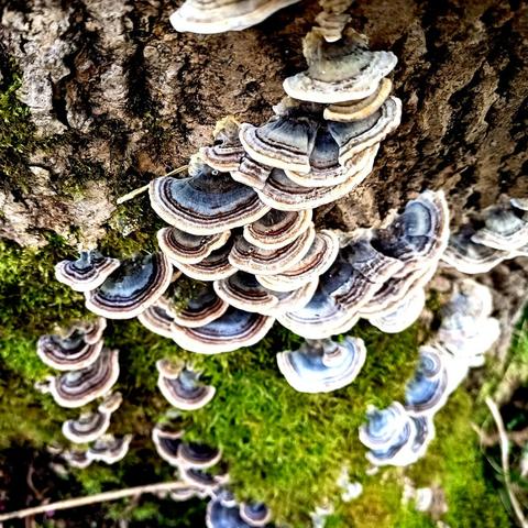 blick seitlich an einem großen baumstumpf herunter. aus der grob gefurchten rinde sprießen 2 bis 3 dutzend fruchtkörper von schmetterlingstrameten. die sind hier noch recht klein und haben deshalb noch glatte nicht wellige ränder und zeigen ein besonders ausgeprägtes farbenspiel der wachstumsringe. innen, am ansatz haben sie einen recht breiten grau-blauen bereich, der nach außen erst heller wird und dann abrupt durch einen schmalen dunkelbraunen ring begrenzt wird. darauf folgen mehrere kontrastreiche wechsel zwischen dünnen ringen in weiß und braun verschiedener helligkeiten um dann in einem breiteren weißen rand zu enden. zwischen den weiter unten liegenden unscharf abgebildetetn pilzen wächst saftig grünes moos, bildet einen weiteren schönen farbkontrast