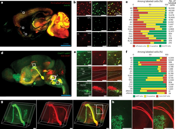 Fig. 4: Holistic comparison of transgenic and immunolabeling-based cell type labeling. a–c, 3D dataset from a PV-Cre and loxP-tdTomato dual transgenic mouse hemisphere stained with anti-PV antibody. a, Representative optical section. b, Magnified images of a. c, A percentage plot for tdTomato-only (red), anti-PV-only (green) and tdTomato and anti-PV co-positive cells (yellow) among all the labeled cells in individual representative brain regions. d–h, 3D dataset of a ChATBAC-eGFP mouse brain stained with anti-ChAT antibody. d, Whole volume rendering. e, Magnified images of d. f, A percentage plot for EGFP-only (green), anti-ChAT-only (red) and EGFP and anti-ChAT co-positive cells (yellow) among all the labeled cells in individual representative brain regions. g, Magnified view of d. h, Zoom-in view of g. Scale bars, 2 mm (cyan) and 200 μm (white). 5N, motor nucleus of trigeminal; A1, primary auditory cortex; AC, anterior cingulate cortex; BLAa, basolateral amygdala, anterior part; BLAp, basolateral amygdala, posterior part; CA1, hippocampal CA1; CA3, hippocampal CA3; CeA, central amygdala; DG, dentate gyrus; dNAmb, nucleus ambiguus, dorsal part; Ecto, ectorhinal cortex; LA, lateral amygdala; lEnto, lateral entorhinal cortex; mo, dentate gyrus, molecular layer; po, dentate gyrus, polymorph layer; Piri, piriform cortex; PPA, posterior parietal association cortex; RSA, retrosplenial cortex; sg, dentate gyrus, granule cell layer; V1, primary visual cortex;