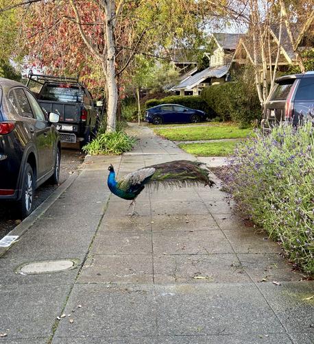 Photo of a peacock on a residential sidewalk