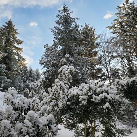 A winter scene featuring tall evergreen trees blanketed in fresh snow, with small shrubs also covered in snow. The sky above is bright blue with a few scattered clouds, creating a tranquil and serene atmosphere.