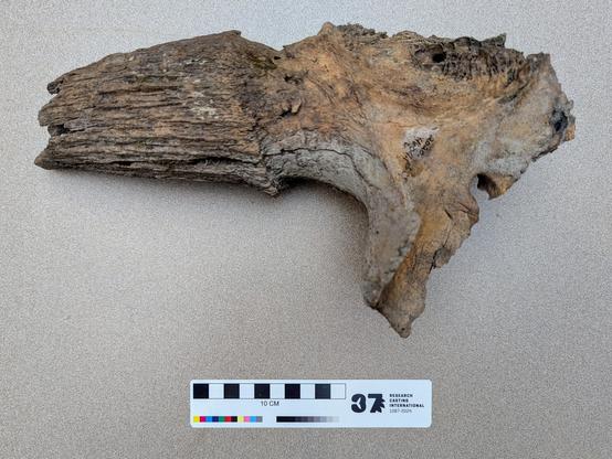 Bison horncore.
