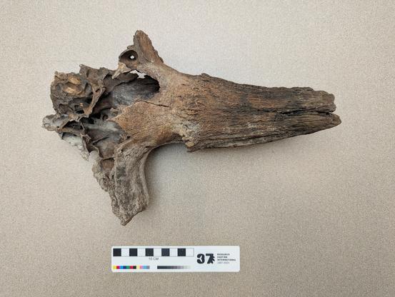 Bison horncore.