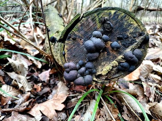 wir blicken auf die schnittfläche eines auf dem auwaldboden liegenden eher kleineren baums, 10 bis 15 cm durchmesser, der schon vor einer ganzen weile umgesägt wurde. die von flechten oder algen grün gefärbte rinde des baums reißt ein und löst sich stellenweise vom holz. die schnittfläche hat sich größtenteils schwarz verfärbt, innen schimmert noch etwas braun vom holz durch, nach außen nimmt strahlenförmig das grün zu, das dann auf der rinde dominiert. aus dem holz der schnittfläche quellen 2 dutzend verschieden große mehr oder weniger kugelige knubbel von matt grau-schwarzen pilzfruchtkörpern die teilweise ineinander wachsen